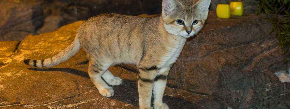 Sand cat standing on rock