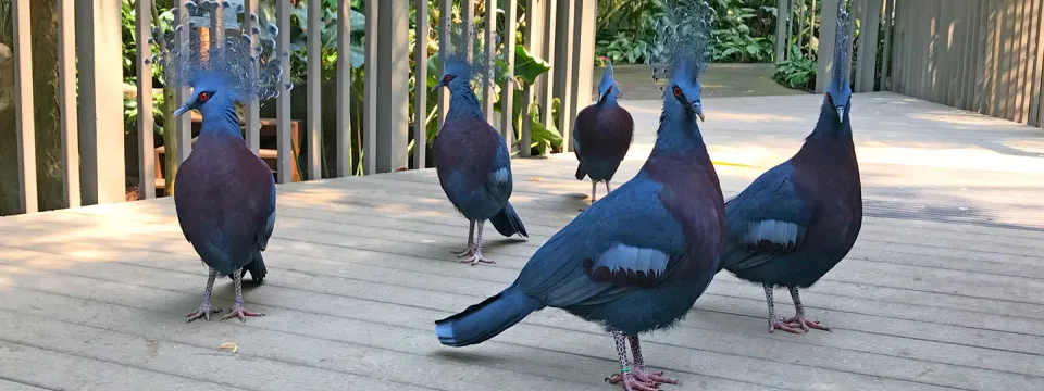 Victoria crowned pigeon family unit