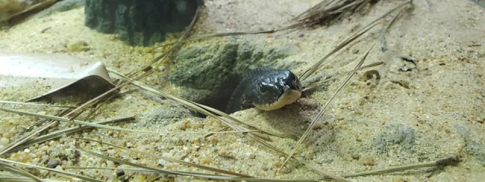 An Eastern Hognose named Ziggy peeks his small black head out of his burrow. The ground is sandy and littered with leaves and pine needles and the burrow is next to what appears to be a small tree trunk.