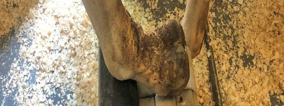 Giraffe Turbo curling hoof