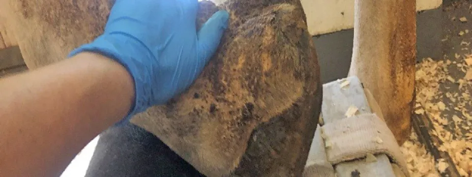 A close-up overhead shot shows a giraffe's foot resting on a black cylindrical object atop a light-colored platform. The giraffe's leg extends upwards out of frame. A hand wearing a blue latex glove is resting on the top of the back part of the hoof. The ground surrounding the objects is covered in light-colored wood shavings.