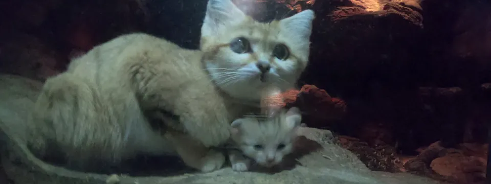 Sand Cat Kitten with Mother
