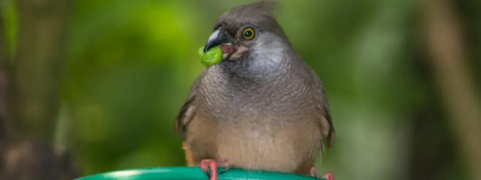A little grey bird eating at feeding time. It is perched on the edge of a plastic green feeder, looking at the camera with a round, green piece of food in its beak.