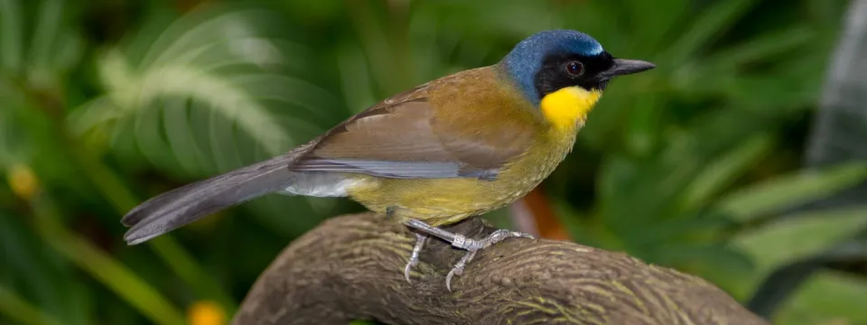 A bird that has a blue crown, a black face, and a yellow throat. Its body is mostly brown with a yellow belly, and it is perched on a branch in a lush tropical environment.