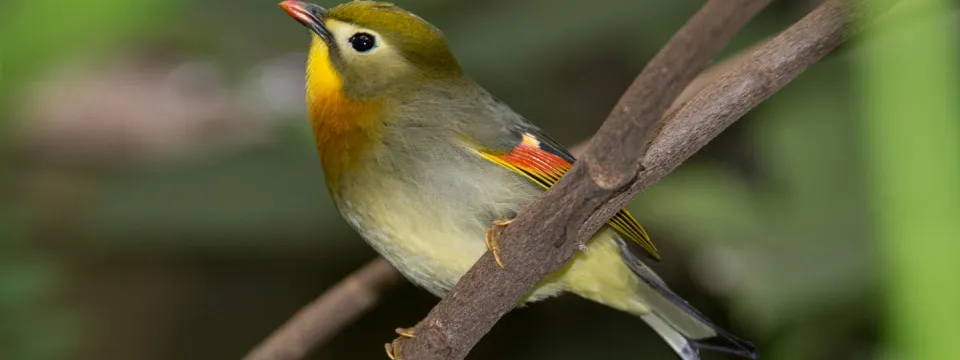 A small bird with a yellow crown and throat, a dusty grey and yellow body and slight orange accents on its wing and beak. It is perched on a thin branch in a lush tropical environment.