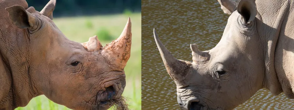 A side by side comparison of the profile of two Rhinoceroses and their horns. The one on the left is smaller, with one small stubby horn and one longer, thicker horn. The one on the right has a longer secondary horn and a longer, thin and pointy primary horn.