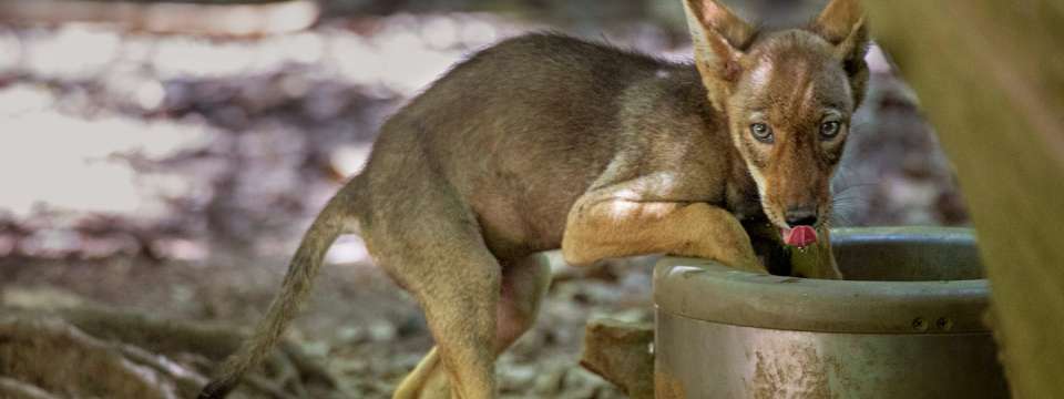 Red wolf pup drinking water