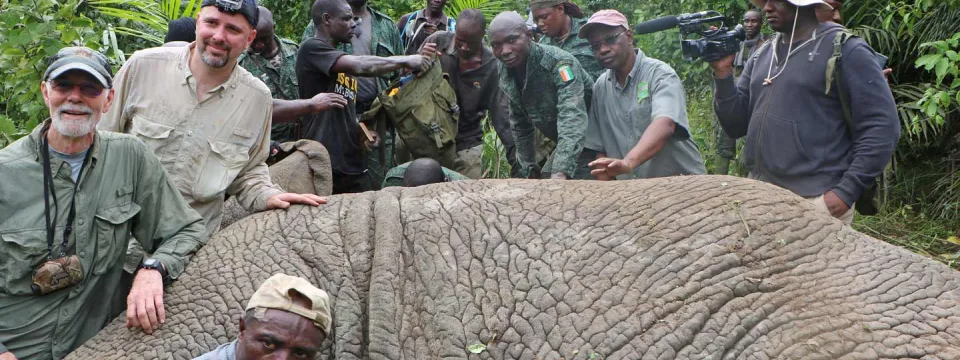 A group of people, appearing to be of diverse backgrounds and potentially including wildlife professionals or researchers, gathered around a sleeping elephant in a lush, green outdoor forest. The elephant is lying on its side, and the people are positioned around it, some touching or examining it. It is the first elephant collared by the Zoo in Cote d'Ivoire.
