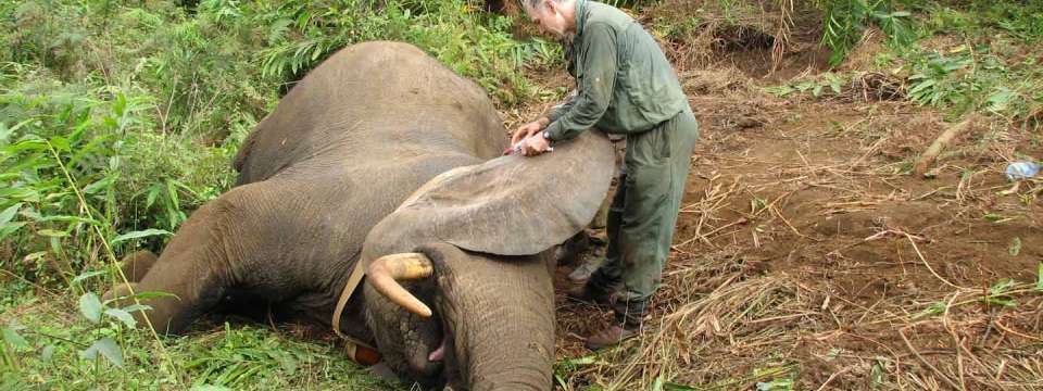 First elephant collated on Mt. Cameroon