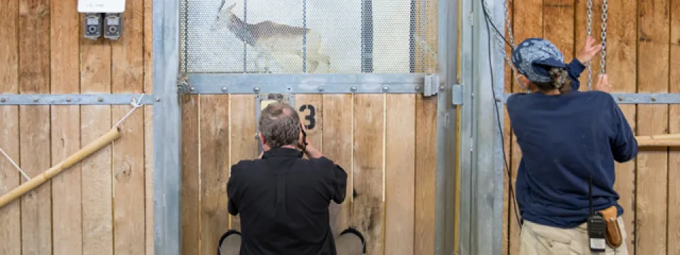 Joel Sartore photographing at the North Carolina Zoo. Two people appear to be interacting with a Gemsbok through a partially open door with a fenced window. One person is sitting on a blue chair facing the door, seemingly holding a camera up to the opening. The other person is standing and pulling on a chain or rope that appears to be connected to the door. The Gemsbok is visible through the window, standing inside an enclosure. 