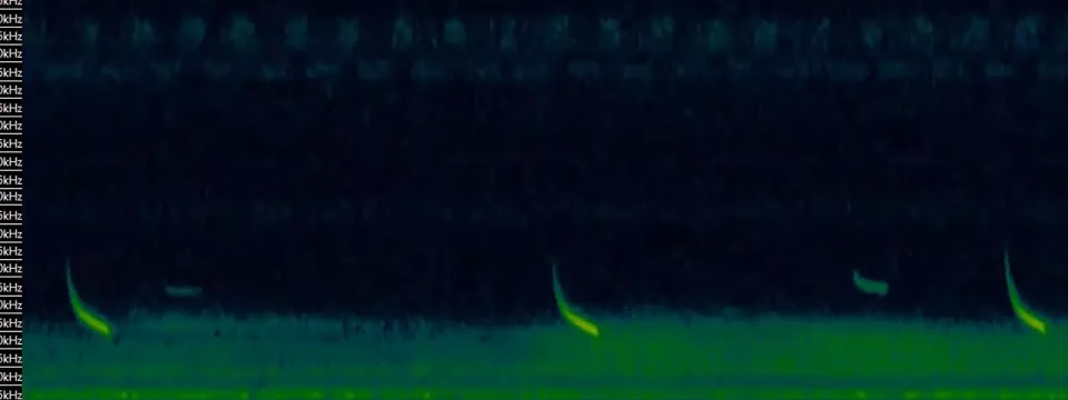 A dark spectrogram displays four distinct, short, downward-sloping, yellow-green frequency-modulated (FM) echolocation pulses, characteristic of a bat call. The vertical axis ranges from approximately $10\text{ kHz}$ to $80\text{ kHz}$, and the horizontal axis is marked in $100\text{ ms}$ increments, showing the pulses roughly $400\text{ ms}$ apart.