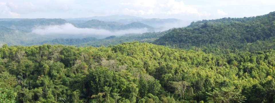 Danapa Nature Reserve from a birds eye view looking over the dense forest past the tree tops to a mountain range that is draped in light fog. The sky is blue and full of white, fluffy clouds.