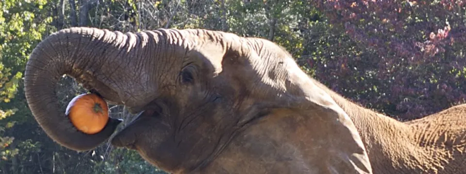 A profile view of an elephant standing in a field, hoisting a large pumpkin up to its mouth with its trunk, its head it slightly angled upwards. There are lush green trees in the background.