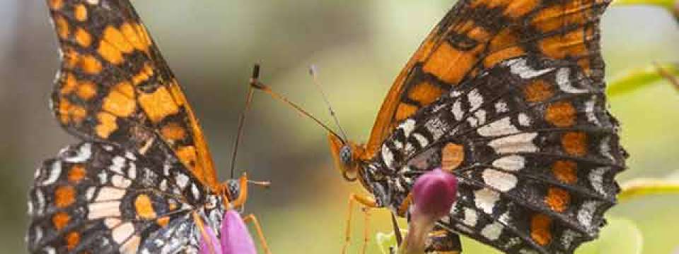 Harlequin Butterflies