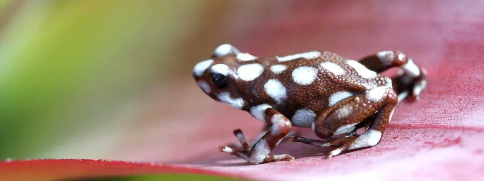 A zoomed in view of a tiny brown frog with white spots sitting on a large pink leaf.