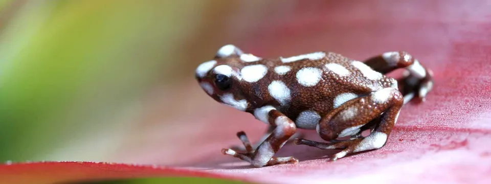 Brown frog with White spots