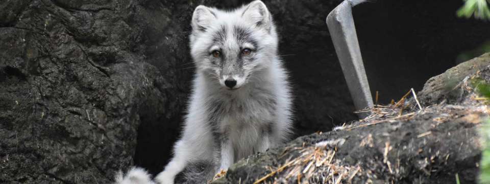 arctic fox sitting up on a rock, looking at camera, with gray and white fur