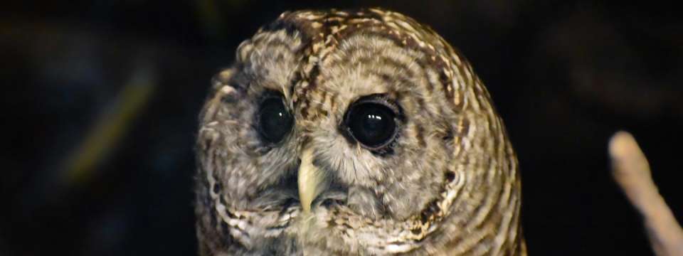 barred owl head close up, dark background with big dark eyes looking to the side