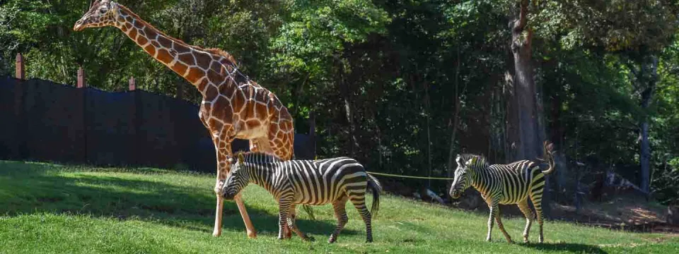 One giraffe and two zebras walking together in a grassy field with trees and a black wall in the background.