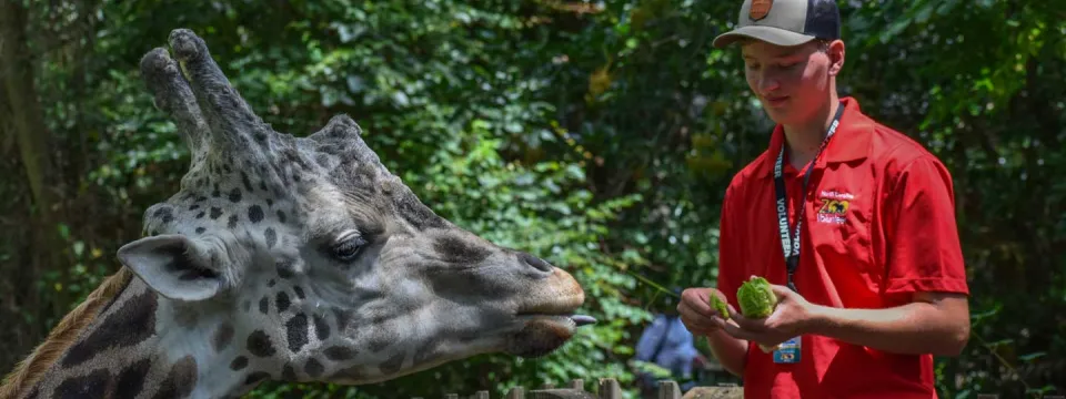 A young male giraffe deck volunteer in a red shirt and baseball cap feeding giraffe that has its head poked over the top of a wooden fence in a wooded area.