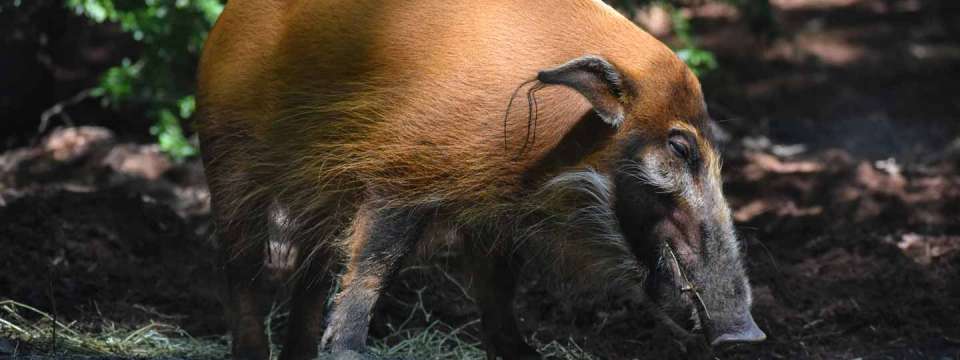 red river hog grazing in the sunlight