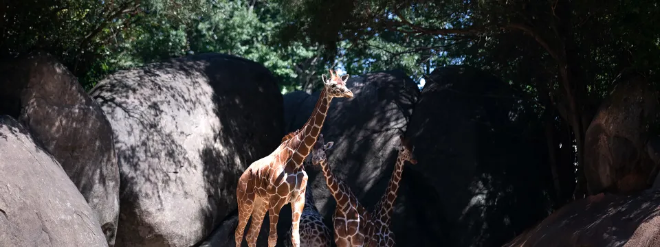 Zoo Research: Exploring Space | North Carolina Zoo
