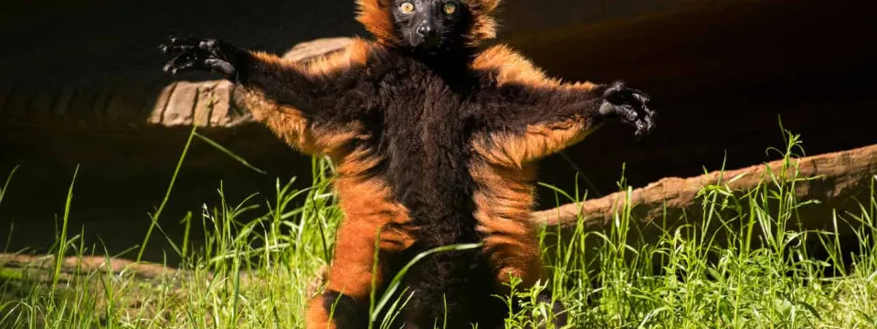 Red Ruffed Lemur with standing on its back legs, exposing its black stomach in contrast to its rusty, orange colored body, with open arms. It is surrounded by tall grass and a fallen tree is just behind it.
