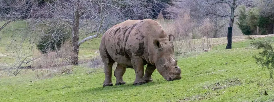 A muddy White Rhinoceros with one small horn walking and grazing through a field that is sprinkled with trees and tall grasses.