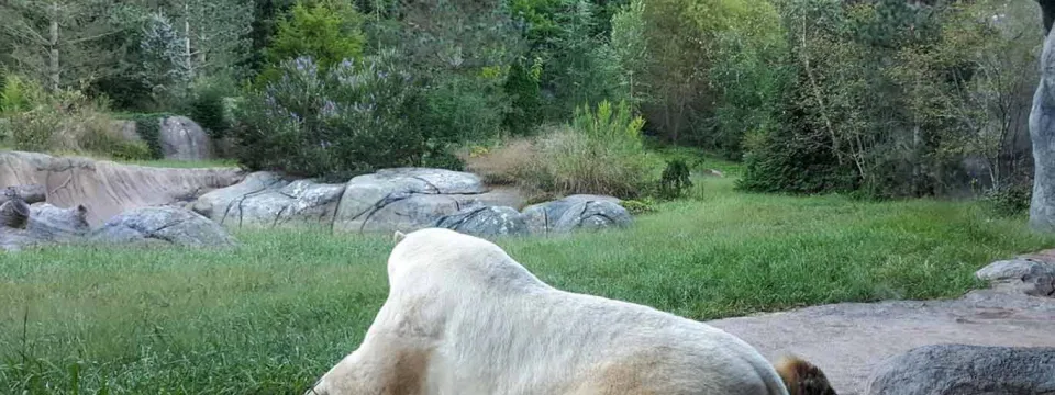 A giant, fuzzy Polar Bear laying flat with its arms and legs spread out on the rocky floor of a cave, facing away from the viewer and out towards the lush expanse of its habitat which is full of trees, tall grasses, and large rocks.