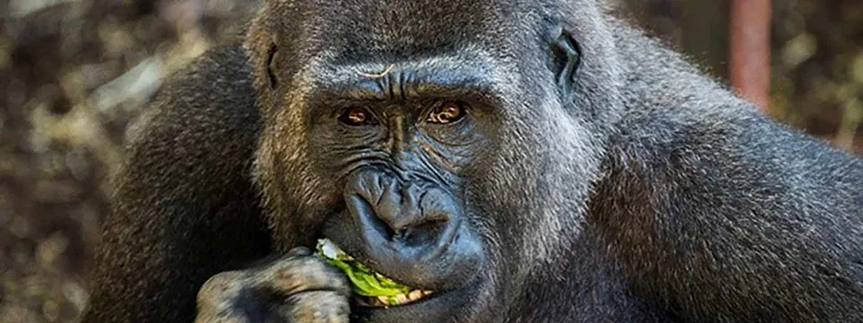 A closeup view of a fuzzy, black Gorilla sitting on mulch covered ground. It appears to be eating leaves, possibly lettuce.