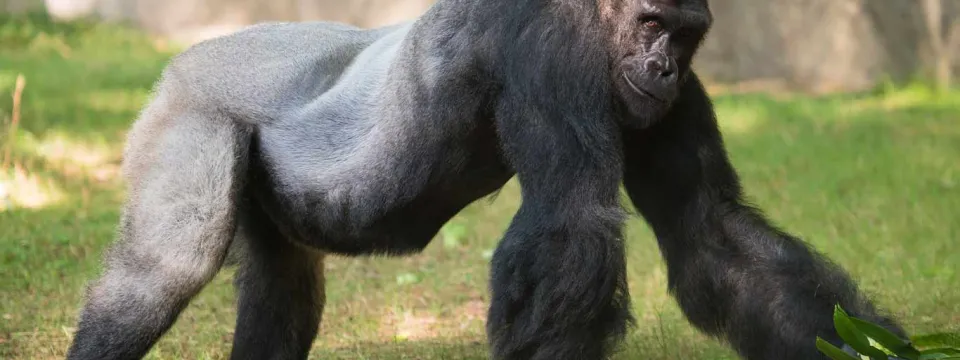 A large Gorilla walking on its strong arms and legs towards the right through a grassy field. A tall, rocky wall is visible behind it.