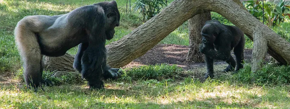 A large, muscular Gorilla stands facing a fuzzy baby Gorilla that is walking under a log that is laying on the ground and has a couple of parts that rise up creating a tunnel.