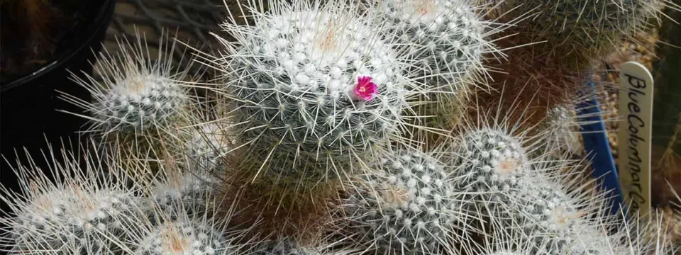 A zoomed in view of a cactus made up of small, green, spike covered balls growing in a cluster together. 