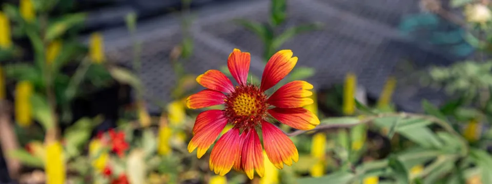 A focused shot of a bright orange bloom with yellow tips. In the background are several black, plastic pots with green, leafy plants and yellow identification tags in them.
