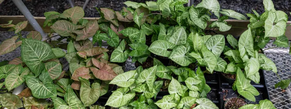 Several small, square black pots holding small Ivy plants sit on a mesh fence shelf. A row of larger plants in round black pots are slightly visible on the ground behind the shelf.