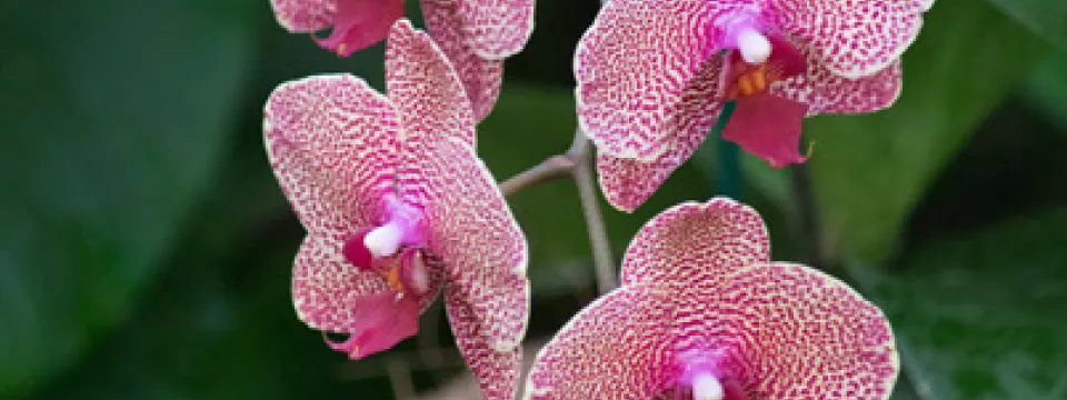 A cluster of five vibrant pink orchids with intricate white speckles and a deep fuchsia center. They are attached to what appears to be a natural fiber-wrapped support, with two green flower buds visible below the blooming flowers. 