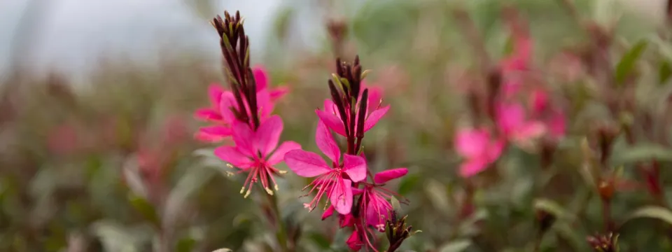 A focused shot on two vibrant fuchsia-pink flowers with delicate petals and prominent stamens, emerging from a bed of green and reddish foliage. In the blurred background, more of the same plants can be seen, suggesting a greenhouse setting. 