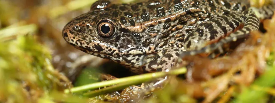 A small brown and tan Gopher Frog with a short snout and wide brown eyes, sitting amongst grass and moss that camouflages his skin. 