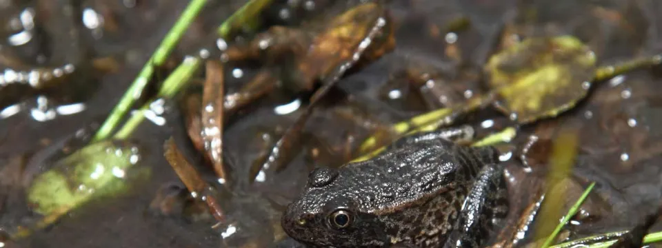 A small brown and tan Gopher Frog with a short snout and wide brown eyes, sitting in shallow water littered with leaves and grass that camouflages his skin. 