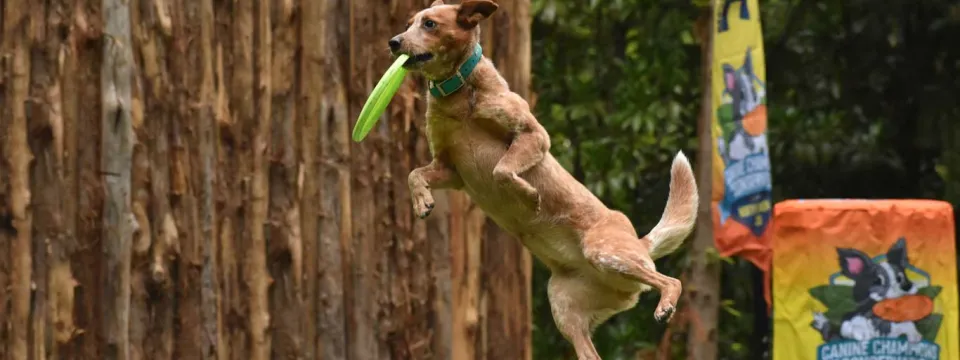 An athletic short-haired, brown dog jumping up to catch a green frisbee mid-air at the NC Zoo Dog Show.