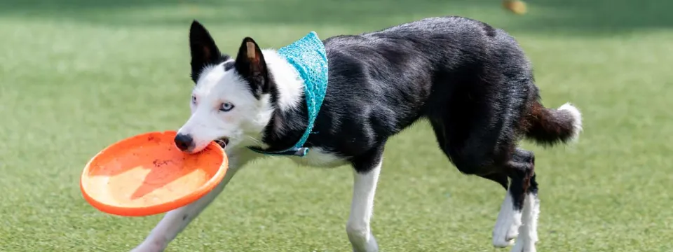 An athletic black and white dog wearing a teal bandana collar runs across green astroturf with a frisbee in its mouth.