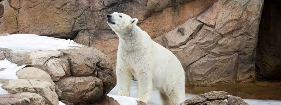 A Polar Bear stands perched on top of a large rock that is covered in snow, looking off to the left. There are even larger rocks piled behind it on the left.