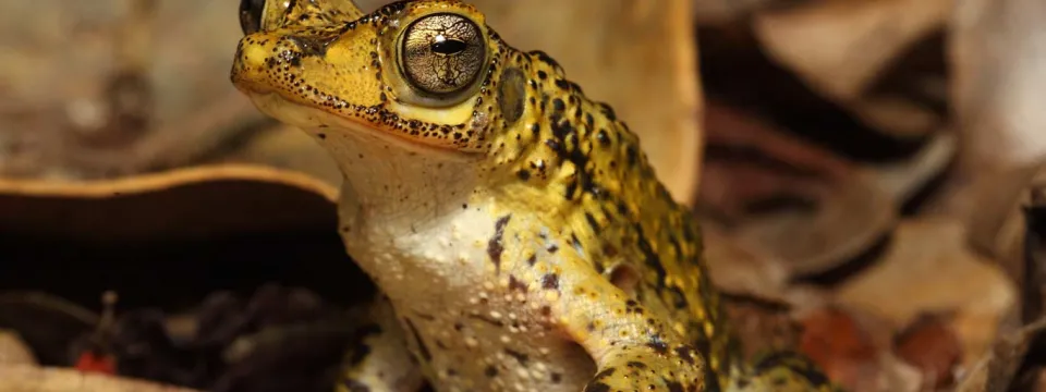 A zoomed in view of a small Puerto Rican Crested Toad. It is sitting on a leaf, the surrounding area littered with other leaves, staring at the viewer with its wide, rounded, yellow eyes.