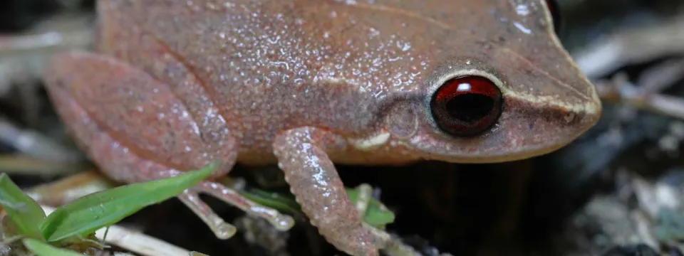 A very narrow view of a Red Eyed Coqui, a tiny Frog with reddish-green skin and big, dark red eyes. It is sitting on the ground which is covered in grass and moss.