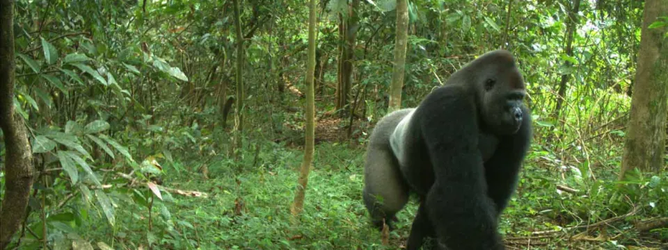 A large Gorilla walking on its strong arms and legs towards the right through a dense forest. 