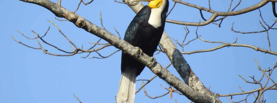 A large black bird with a yellow face, red around its eyes and long, curved white beak, possibly a Wreathed hornbill male, is perched on a high, bare tree branch.