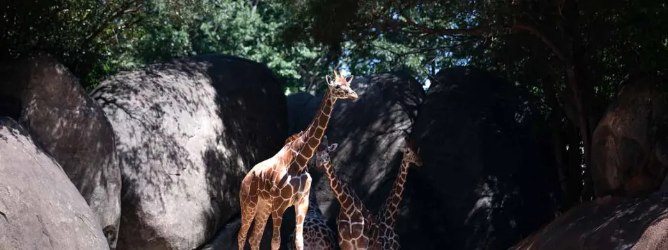 A group of four Giraffes stand together in the shade of some trees next to a rock wall. Their necks are craned and looking to the right with their distinct brown and tan pattern visible.