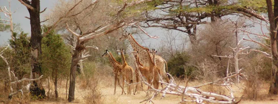 A panoramic view of three or four giraffes standing among sparse trees and dry brush in an open, arid savanna environment.