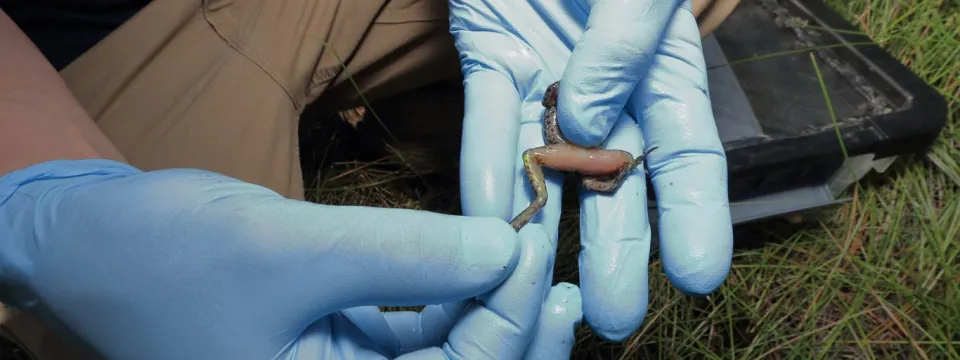 Close-up of a scientist or researcher wearing light blue nitrile gloves, holding a small, light brown frog by its hind legs for inspection.