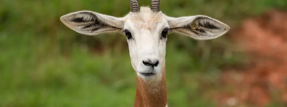 An Addra Gazelle standing in an open, grassy field looking towards the viewer which showcases its white body, brown neck and shoulders and its long antlers that curve upwards.